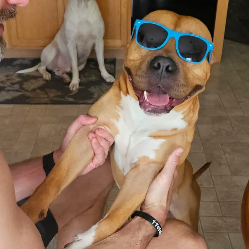 An adult large-sized male Brown / Chocolate Pit Bull Terrier dog named Chubby Checkers for adoption in Valparaiso, IN