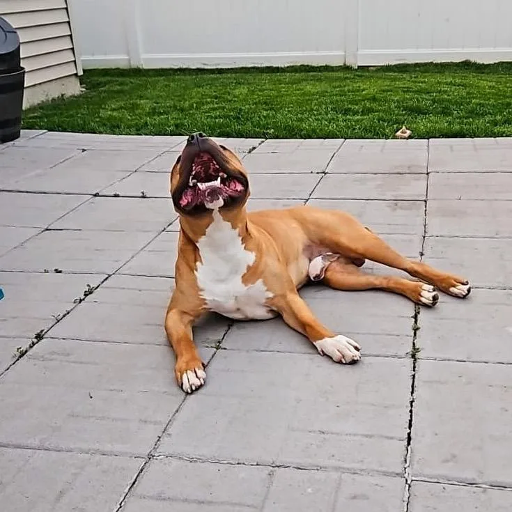 Chubby Checkers thumbnail 2