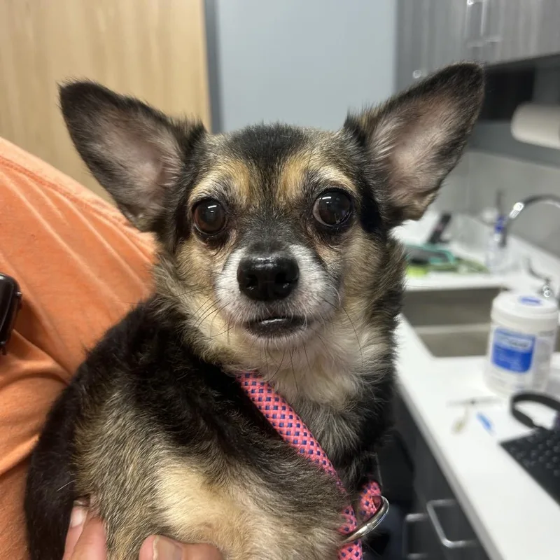 A senior small-sized male Black Chihuahua dog named King for adoption in St Joseph, MO