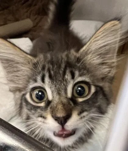 A young small-sized female Domestic Medium Hair cat named Firework for adoption in Roseville, CA
