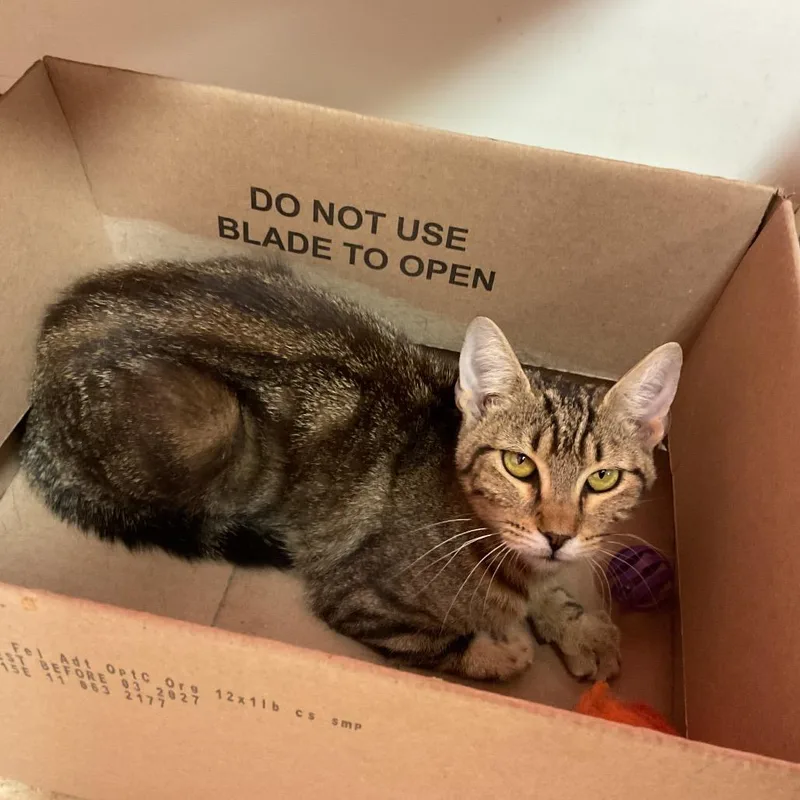 A young medium-sized female Buff / Tan / Fawn Domestic Short Hair cat named Danni for adoption in Monroe, LA