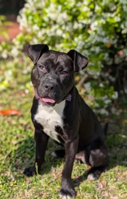 A young medium-sized male Pit Bull Terrier dog named Rocky for adoption in Gulfport, MS