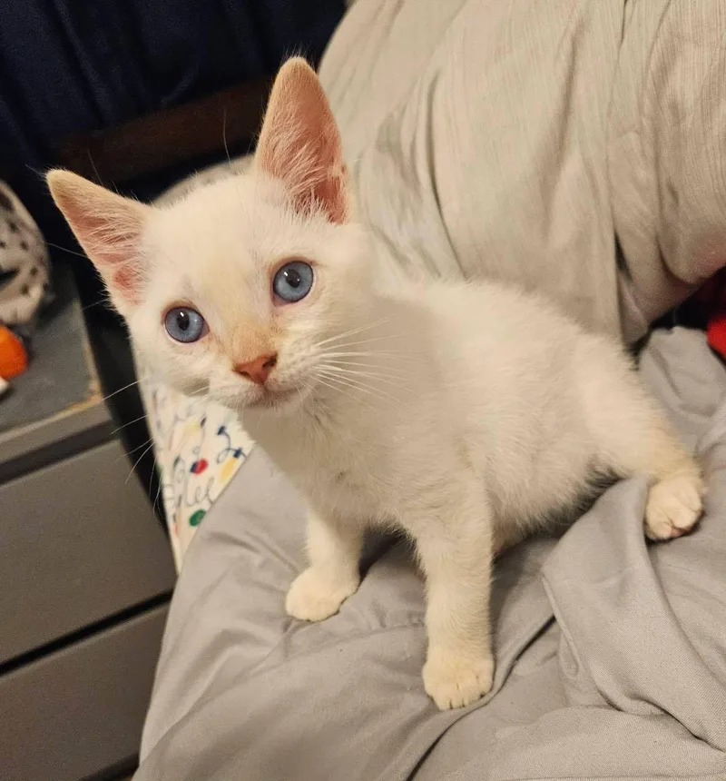 A baby medium-sized male Flame Point Siamese cat named Luke for adoption in San Juan Capistrano, CA