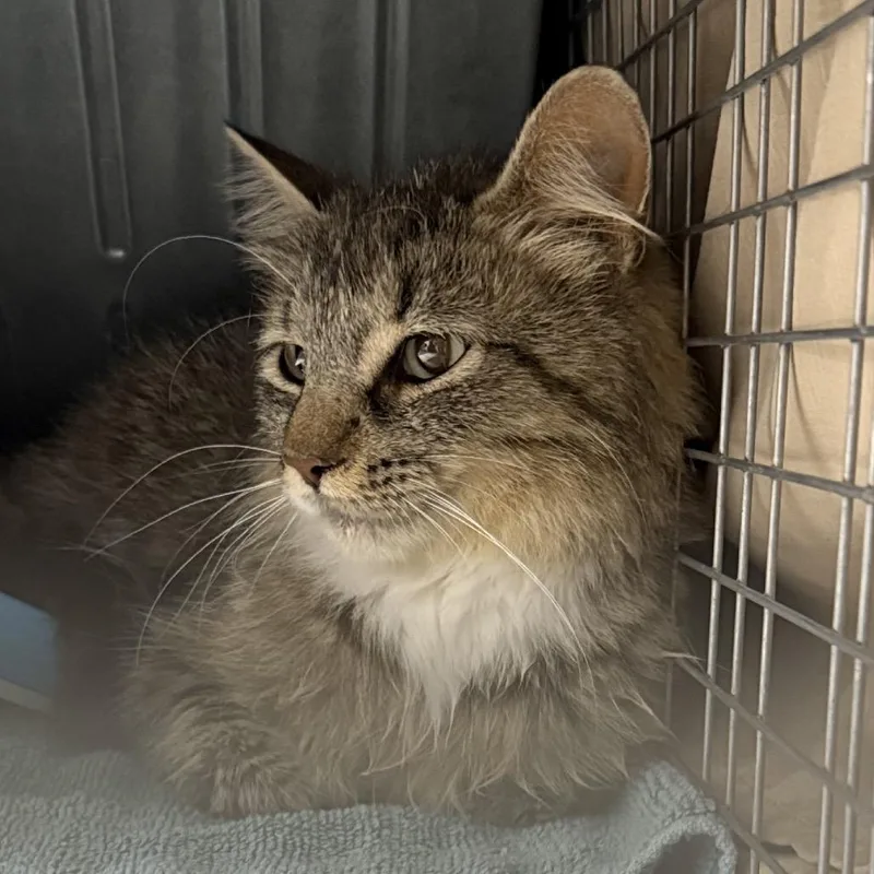 An adult small-sized female Black Domestic Medium Hair cat named Sweet Pea for adoption in Bismarck, ND