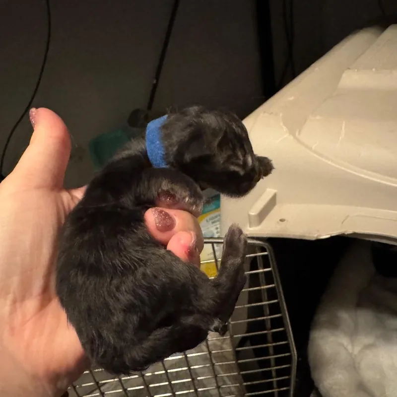 Egg thumbnail 3