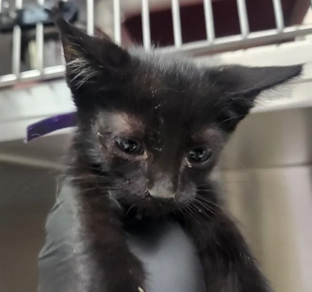 A baby small-sized male Domestic Short Hair cat named Chunk for adoption in Pueblo, CO