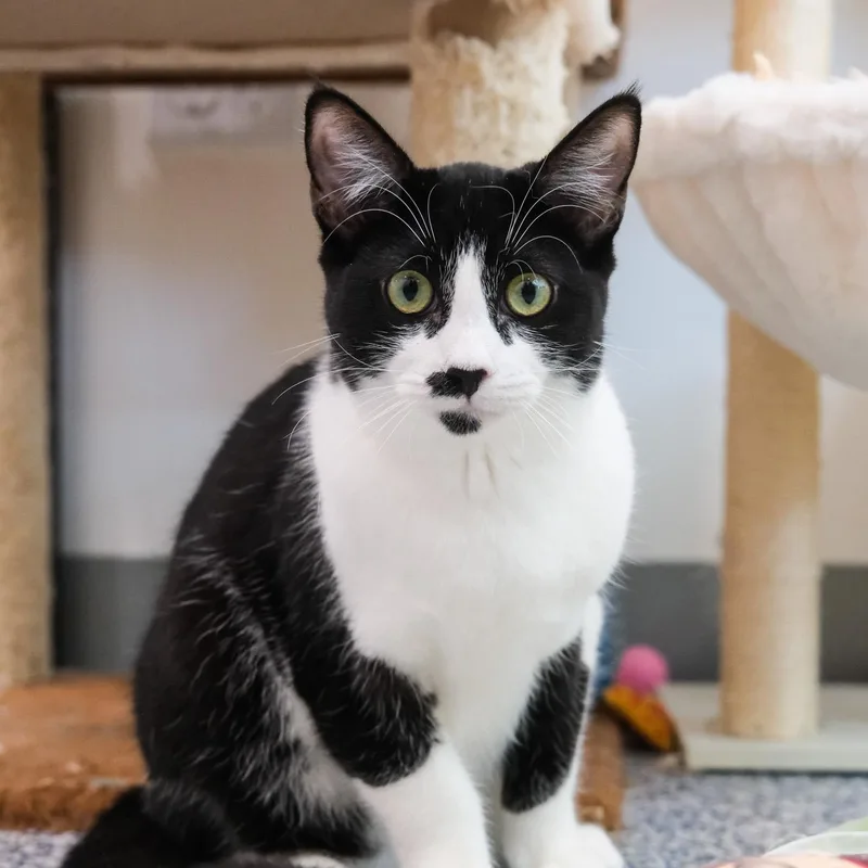 A young medium-sized female Black & White / Tuxedo Domestic Short Hair cat named Sophie for adoption in Newport Beach, CA