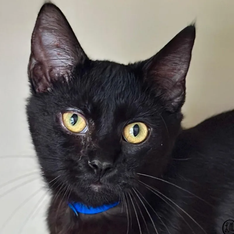 A young medium-sized male Black Domestic Short Hair cat named Nemo for adoption in Victor, NY