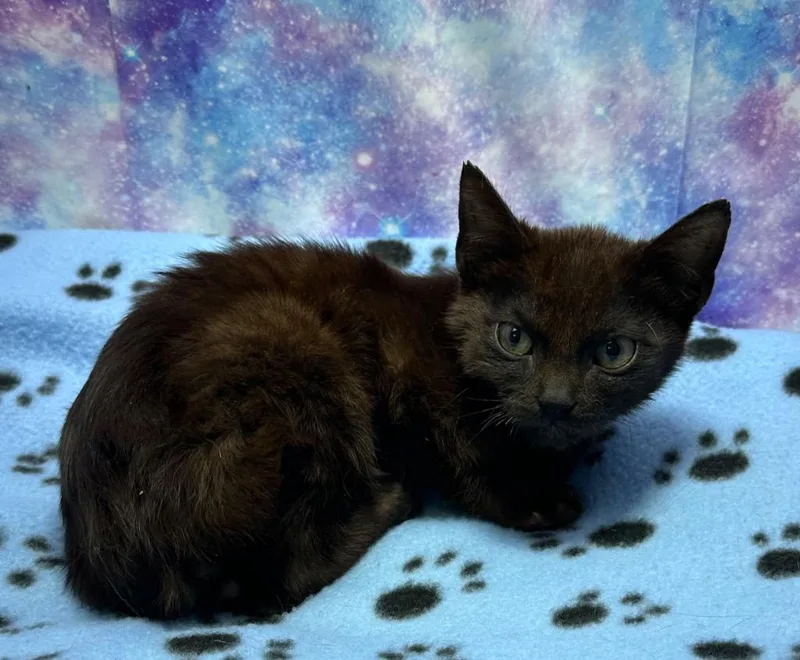 A baby small-sized male Domestic Medium Hair cat named Canasta for adoption in Washington Court House, OH