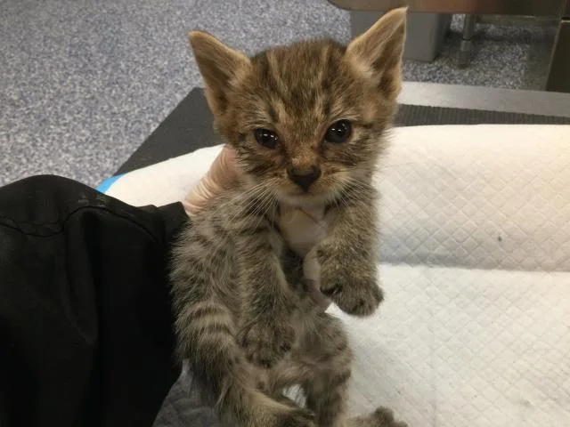 A baby small-sized male Domestic Short Hair cat named Kendrick for adoption in Thousand Palms, CA