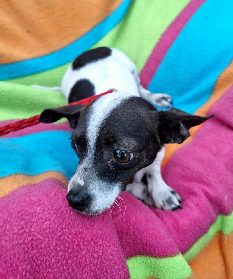 Yakaro Orthw thumbnail 2