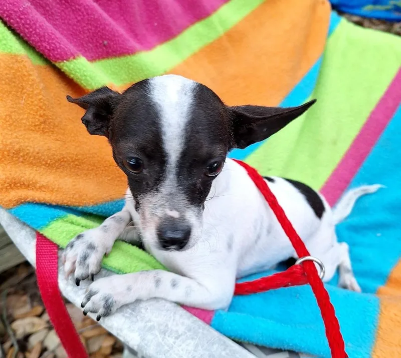 Yakaro Orthw thumbnail 3