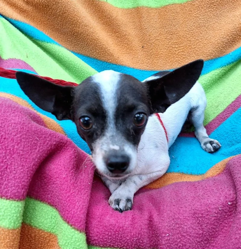 Yakaro Orthw thumbnail 4