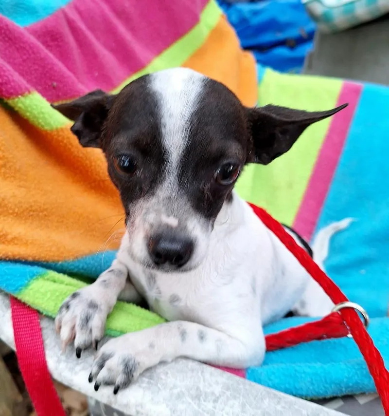 An adult small-sized male White / Cream Chihuahua dog named Yakaro Orthw for adoption in Missouri City, TX