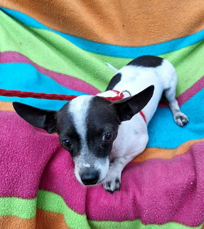 Yakaro Orthw thumbnail 5