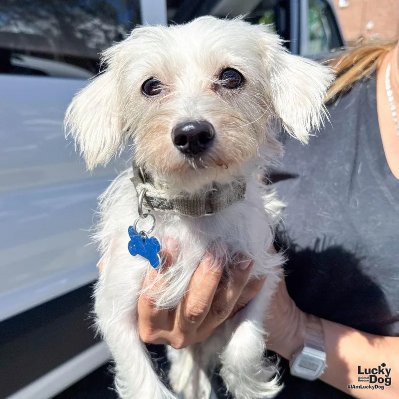 An adult small-sized female Maltese dog named Nyra for adoption in Washington, DC