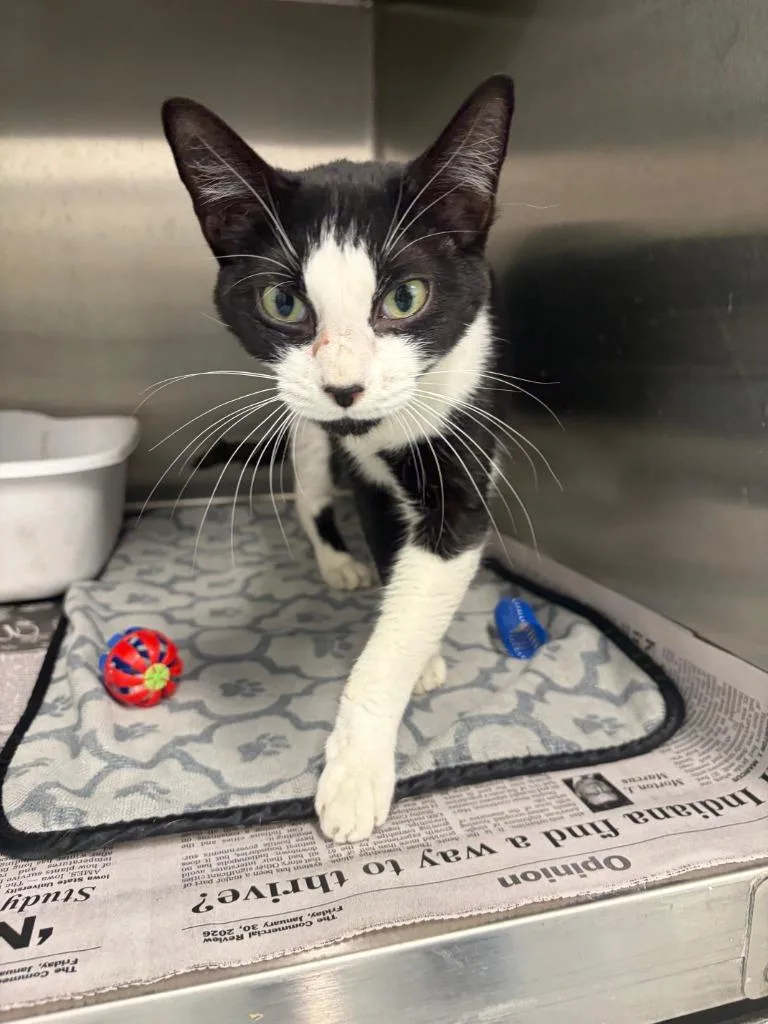 A young medium-sized female Domestic Short Hair cat named Darla for adoption in Portland, IN