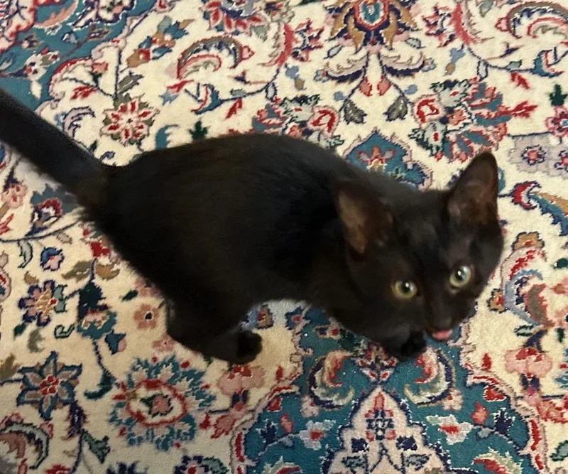 Miley  Hear Me thumbnail 3