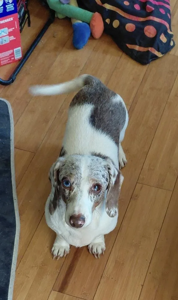 An adult small-sized female Dachshund dog named Mosaic for adoption in Bolivar, MO