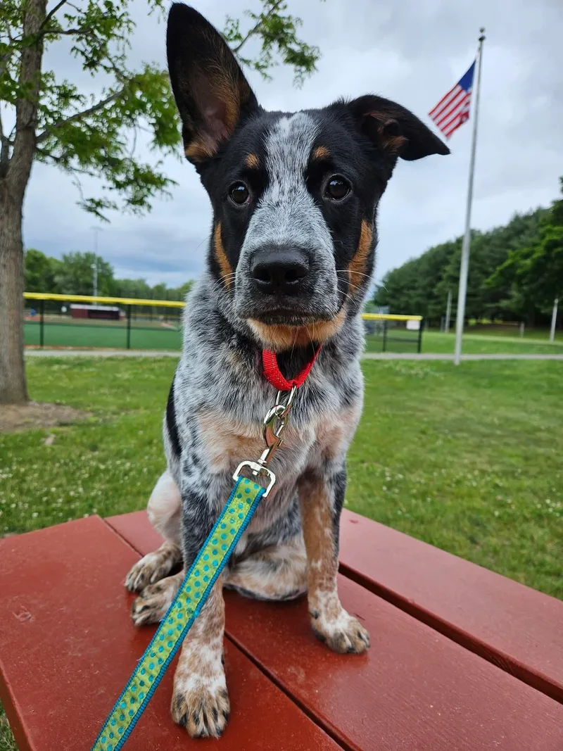 A baby medium-sized male Australian Cattle Dog / Blue Heeler dog named Jinx for adoption in Highland, NY