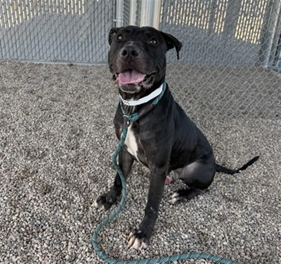 An adult large-sized male Pit Bull Terrier dog named Chop for adoption in Mesa, AZ