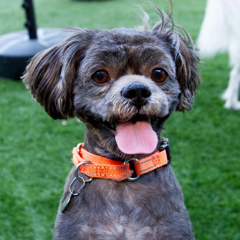 An adult small-sized male Gray / Blue / Silver Shih Tzu dog named Kiko for adoption in Malibu, CA
