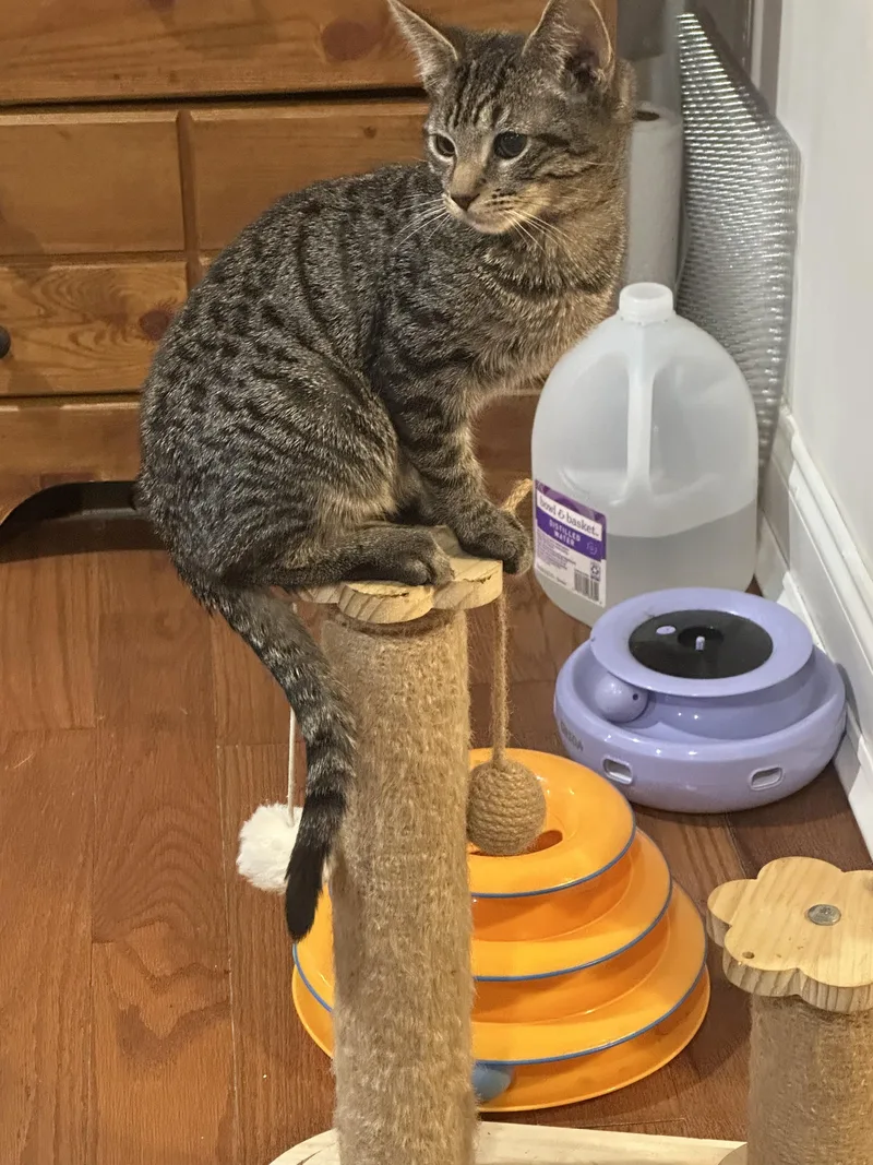 A young medium-sized male Tabby (Brown / Chocolate) Domestic Short Hair cat named Apple for adoption in Hazlet, NJ
