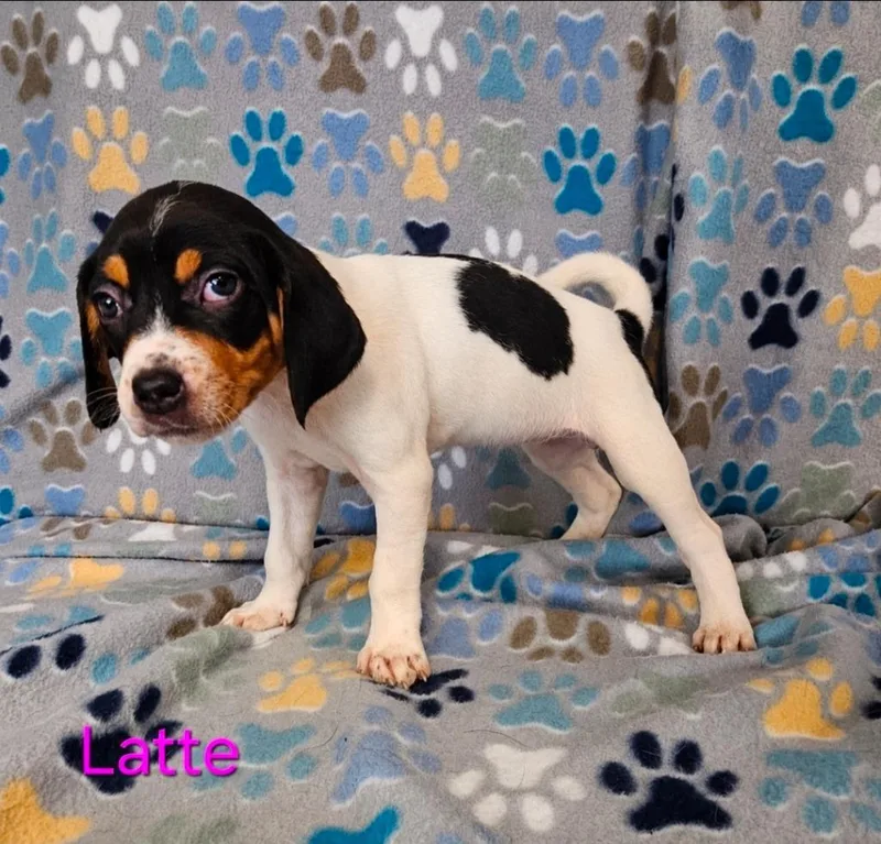 A baby small-sized female Hound dog named Latte for adoption in Wabash, IN