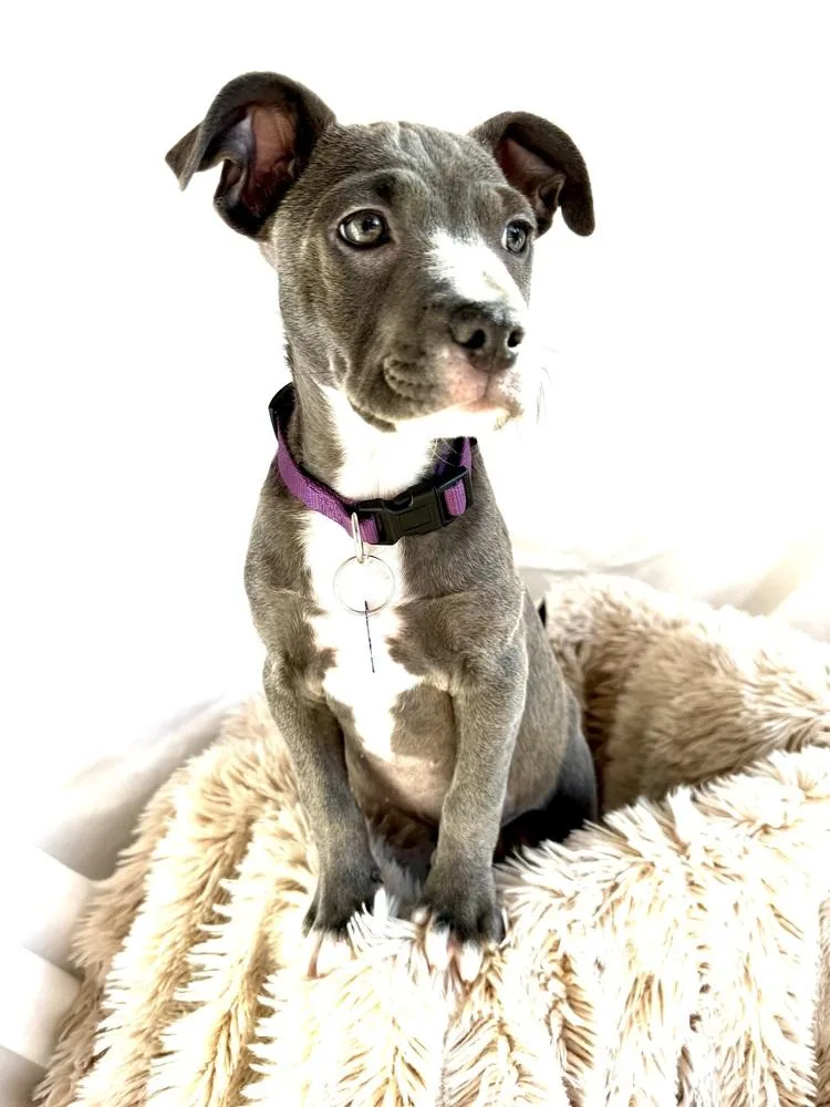 A baby medium-sized female Labrador Retriever dog named Ever for adoption in Thornton, CO