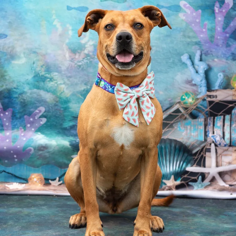 An adult medium-sized female Red / Chestnut / Orange Rhodesian Ridgeback dog named Summer for adoption in Justin, TX