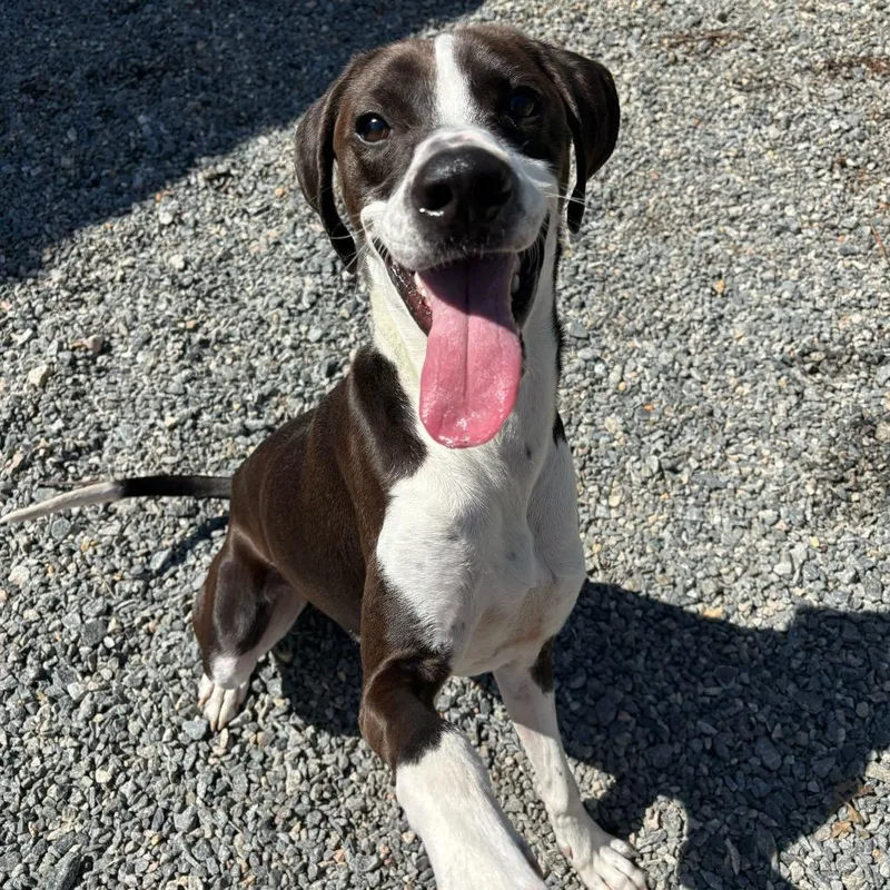 A young medium-sized male Black Mixed Breed dog named Bo Jack for adoption in Fredericksburg, VA