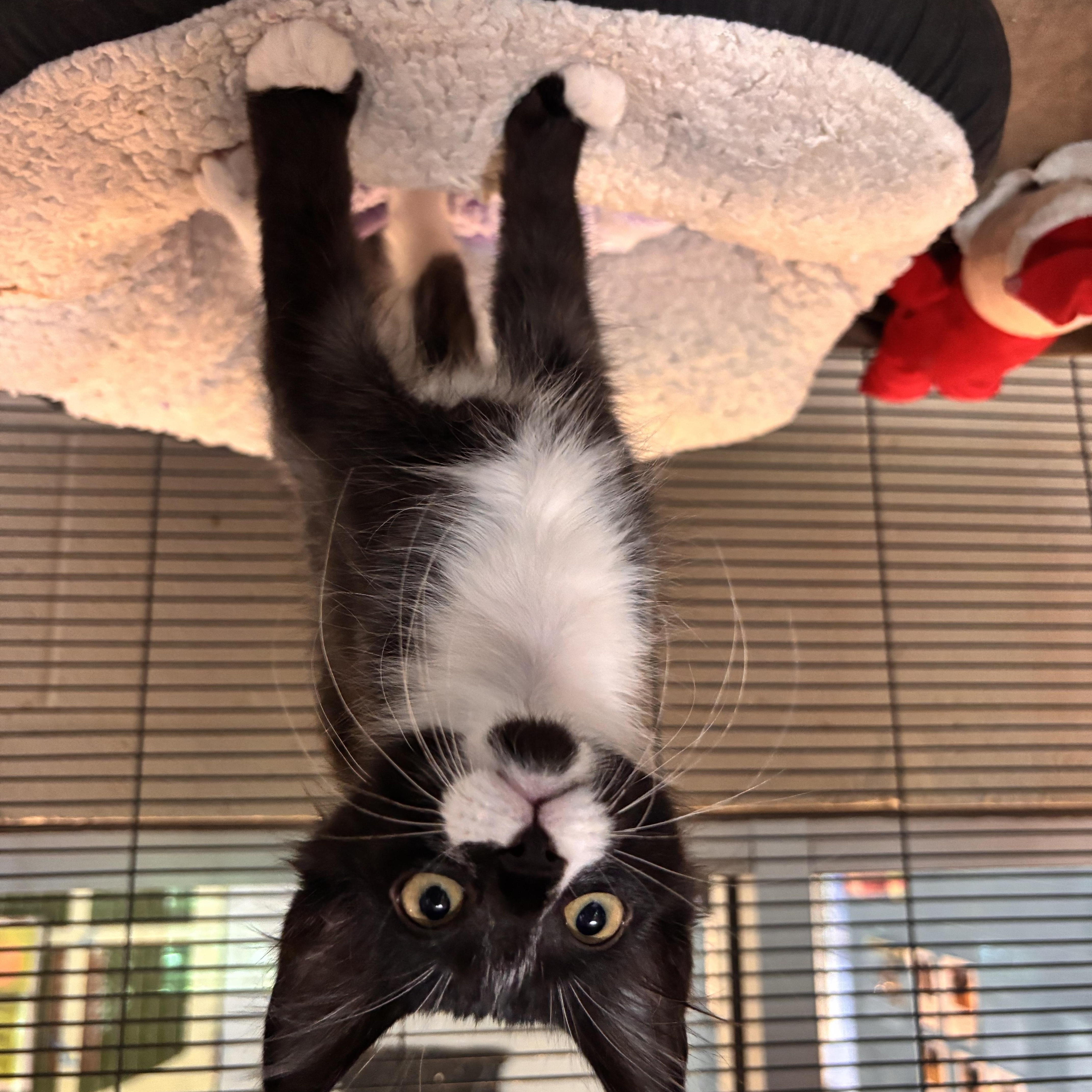 A baby small-sized male Black & White / Tuxedo Domestic Short Hair cat named Lucious for adoption in Charleston, SC