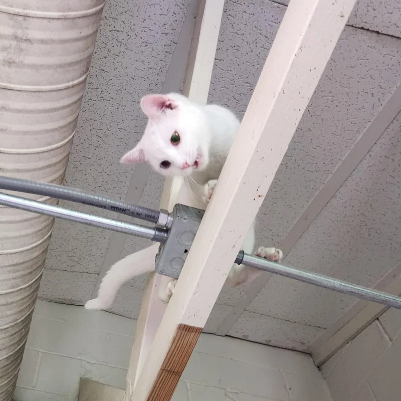 A young medium-sized female White Domestic Short Hair cat named Juliet for adoption in Bolingbrook, IL