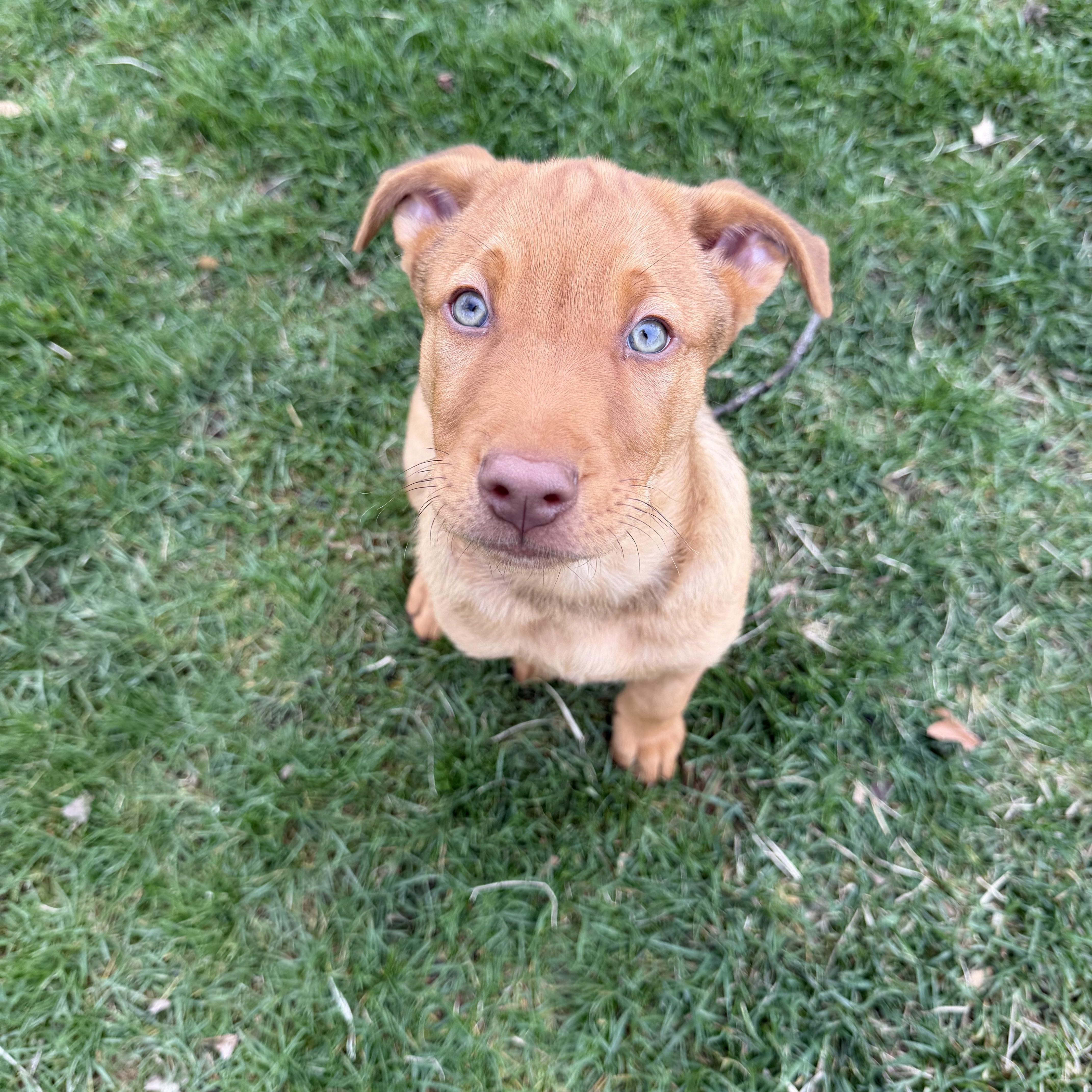 Charlie Brown thumbnail 3