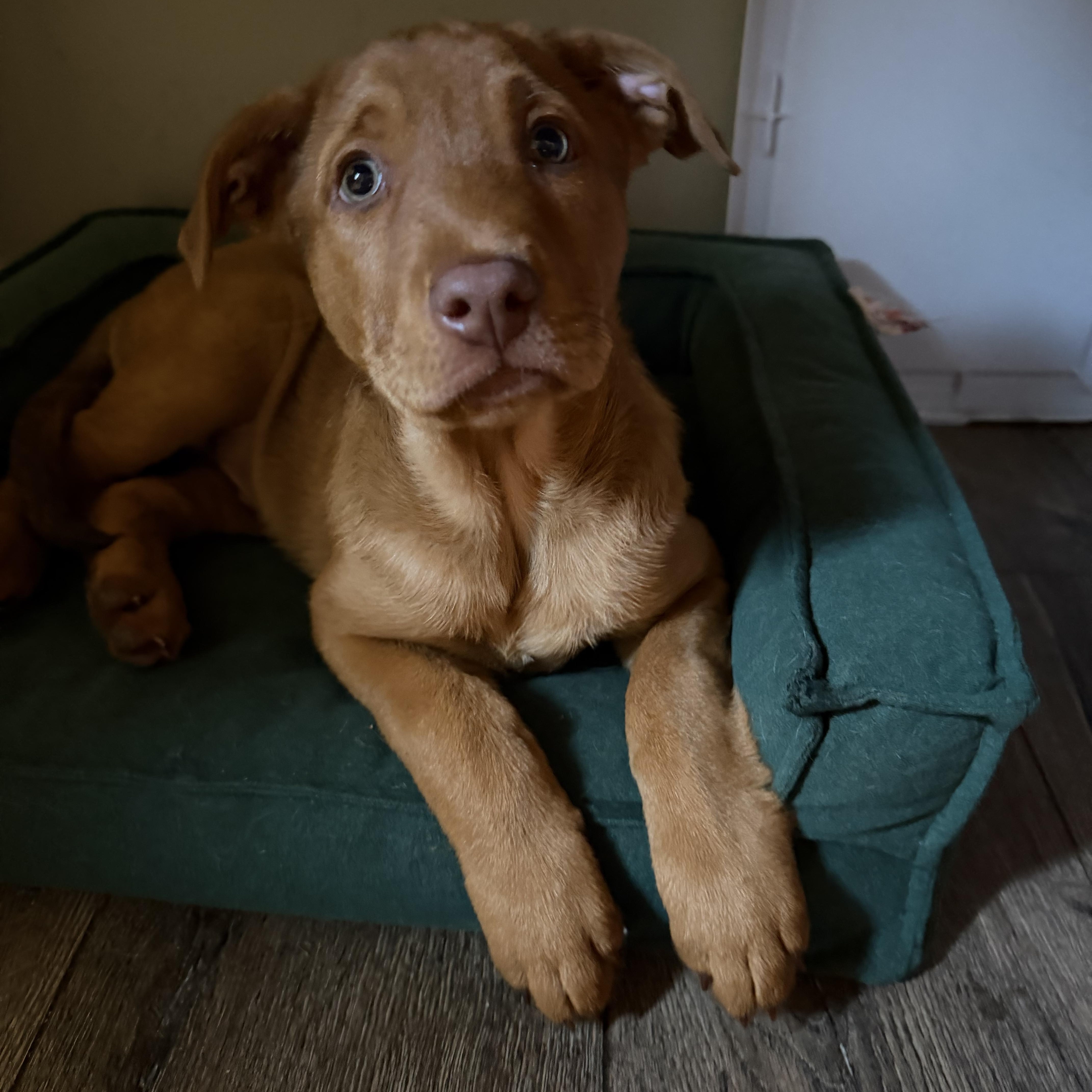 Charlie Brown thumbnail 4