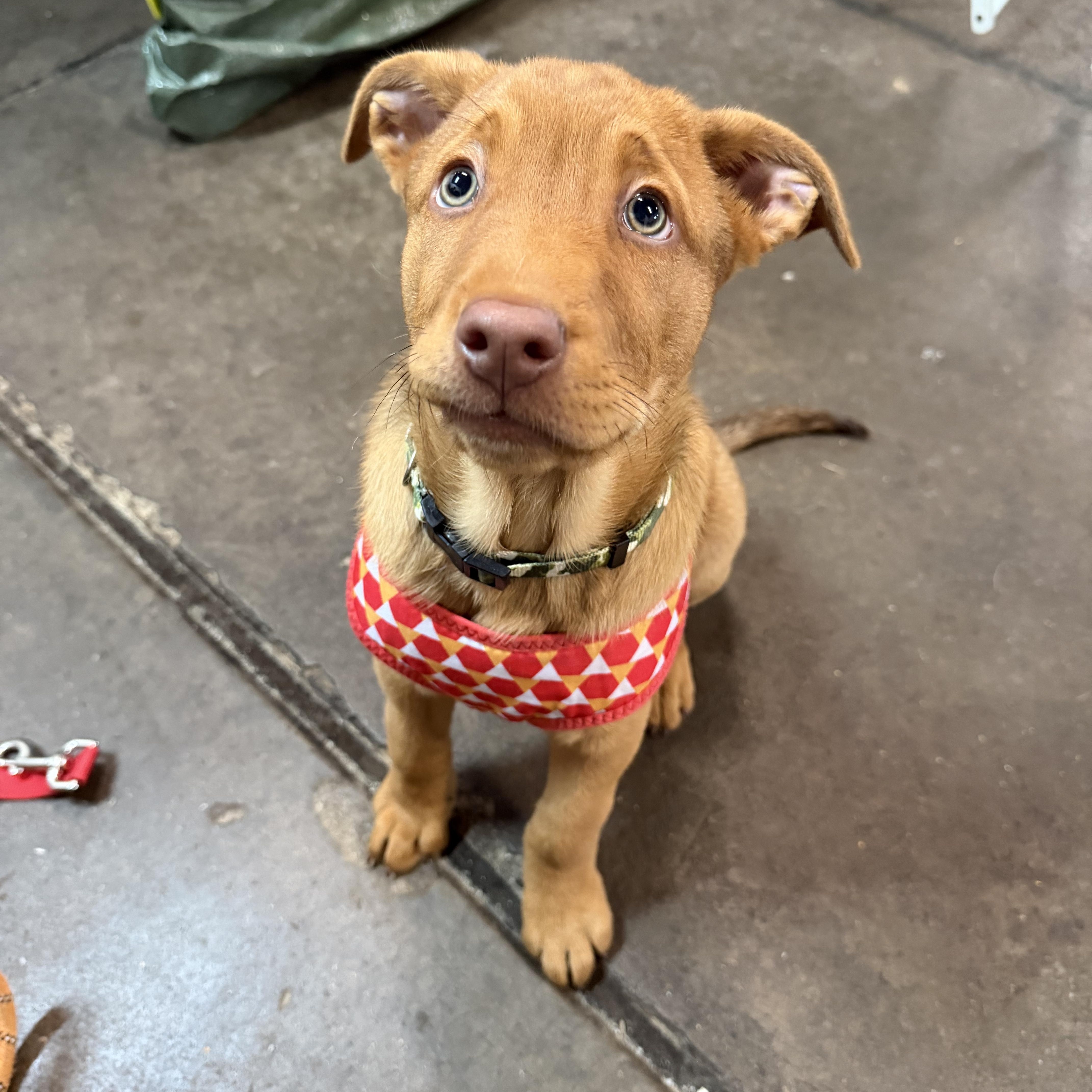 A baby large-sized male Red / Chestnut / Orange Labrador Retriever dog named Charlie Brown for adoption in Bettendorf, IA
