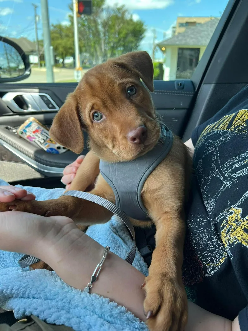 Charlie Brown thumbnail 5