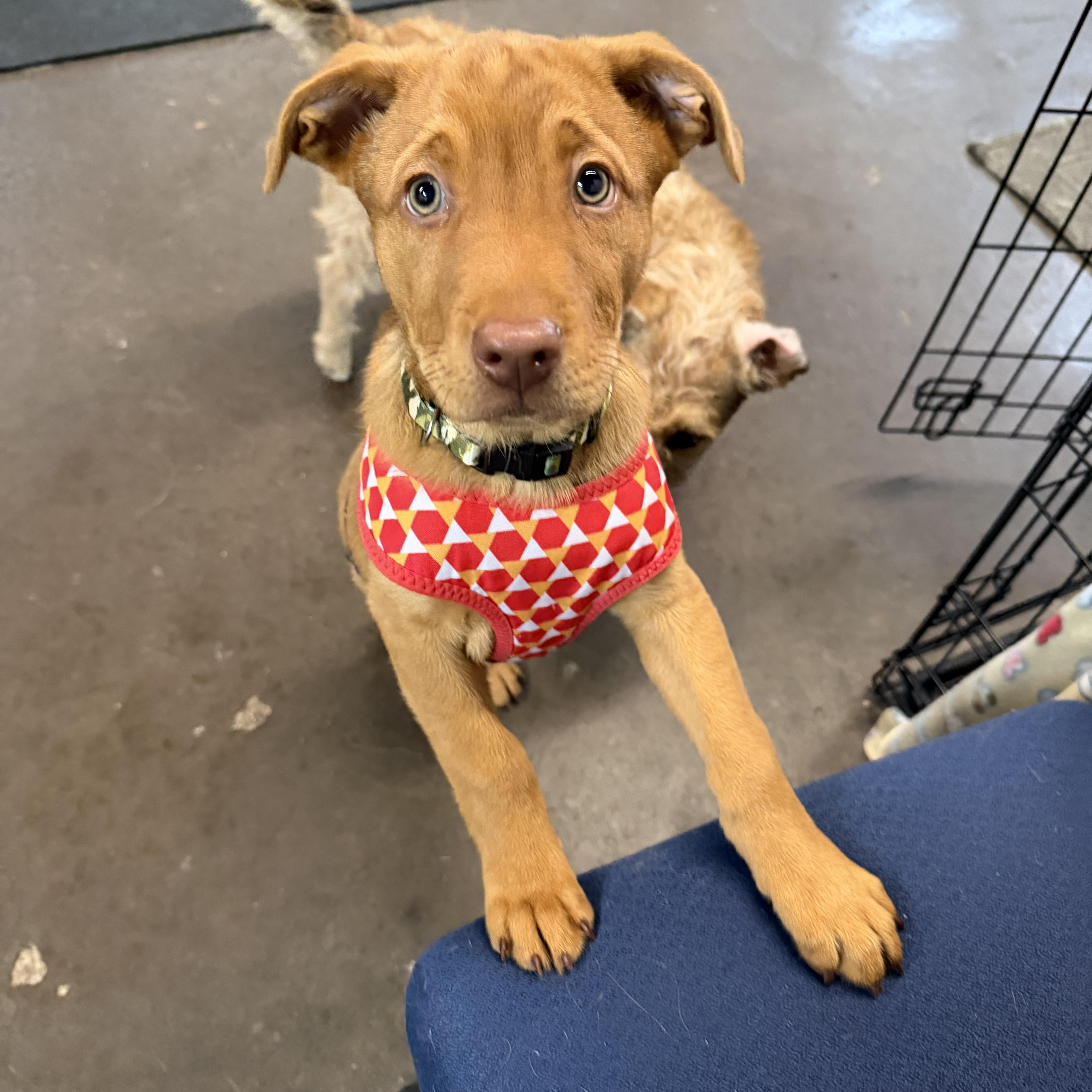 Charlie Brown thumbnail 6