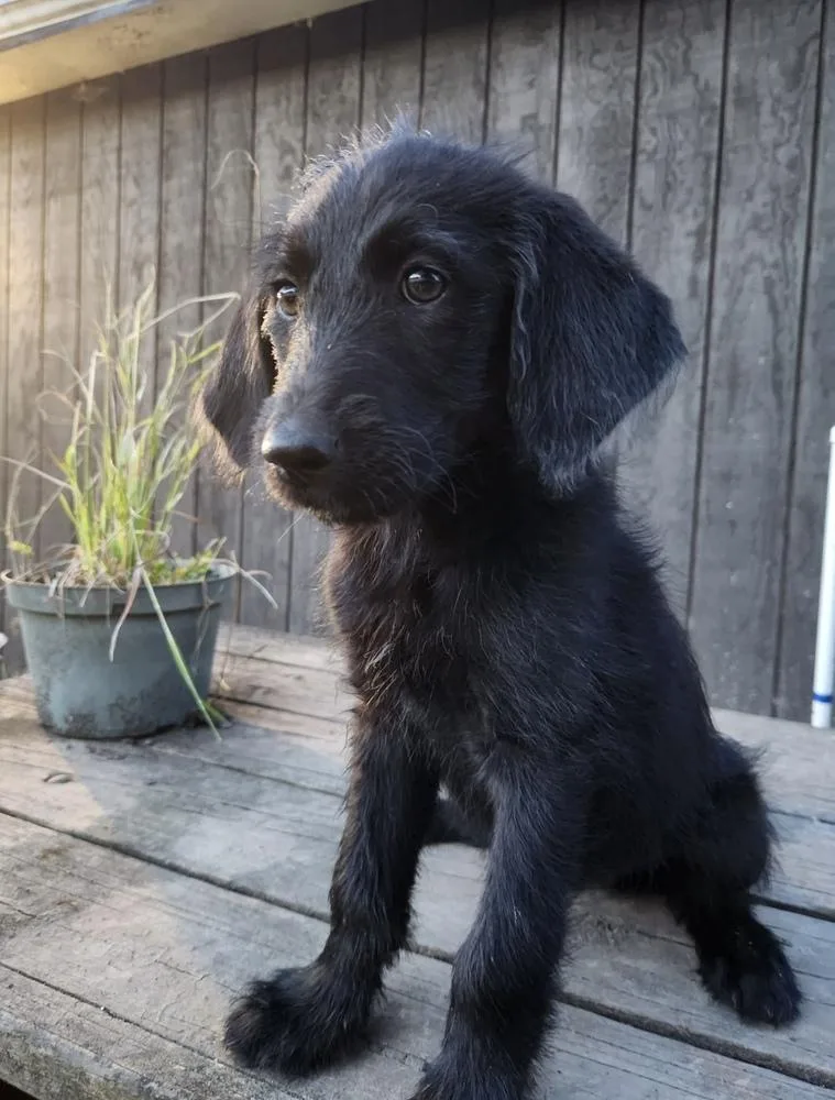 A baby medium-sized female Black Poodle dog named Esmeray for adoption in Cheektowaga, NY
