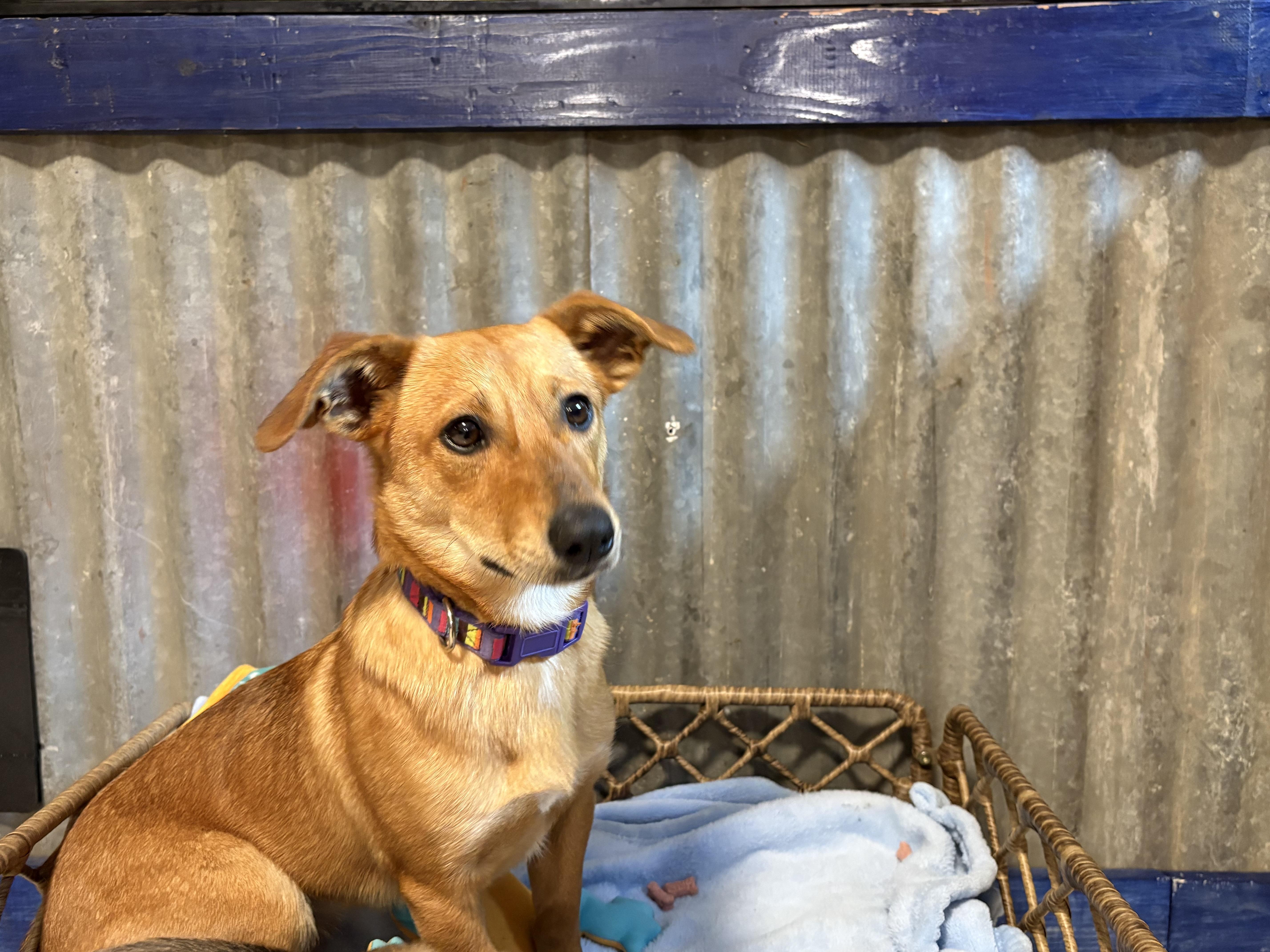 A young small-sized female Red / Chestnut / Orange Dachshund dog named Khloe for adoption in Herald, CA