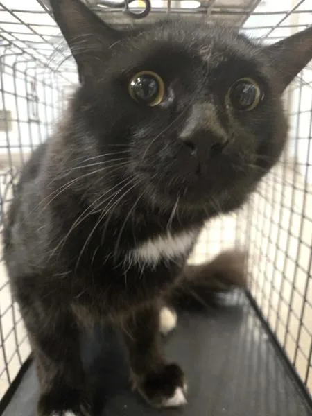 A young medium-sized male Domestic Short Hair cat named Pickle Chip for adoption in Millersville, MD