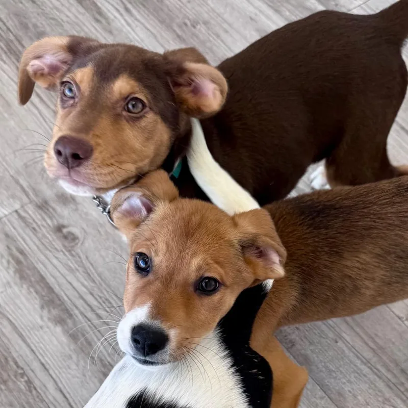 Priscilla thumbnail 2