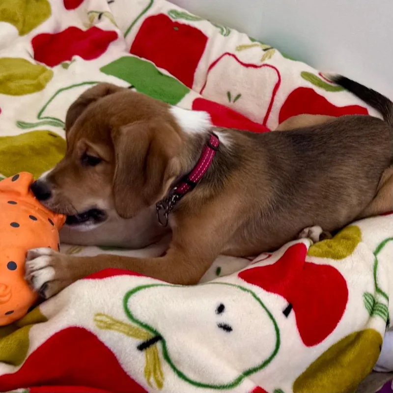 Priscilla thumbnail 4