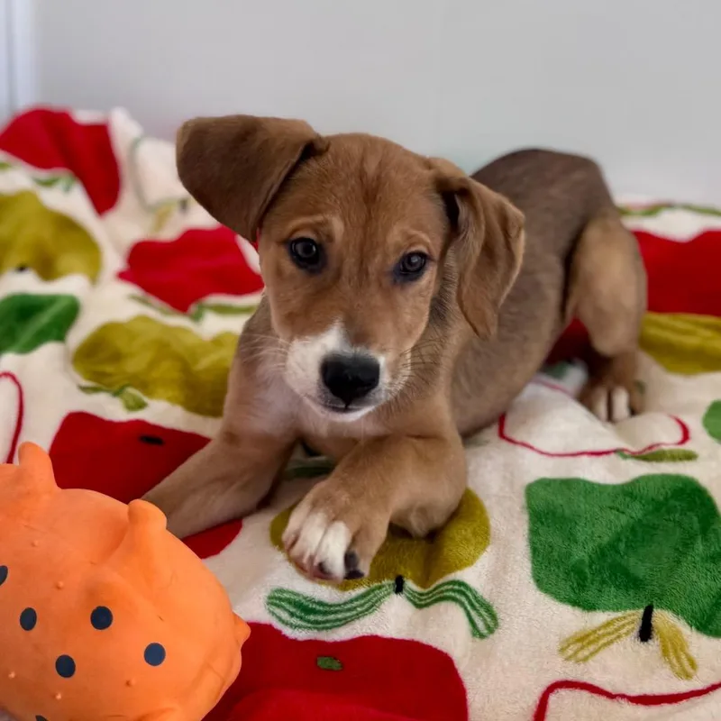 Priscilla thumbnail 5