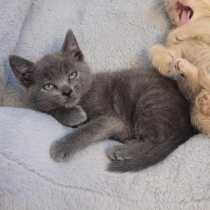 A baby small-sized female Gray / Blue / Silver Domestic Short Hair cat named Grace for adoption in Los Angeles, CA
