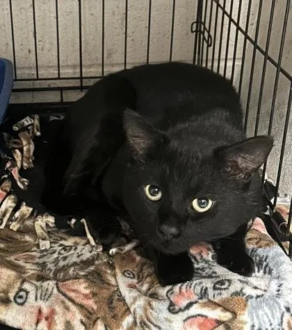 An adult medium-sized male Domestic Short Hair cat named Archer for adoption in Anderson, IN