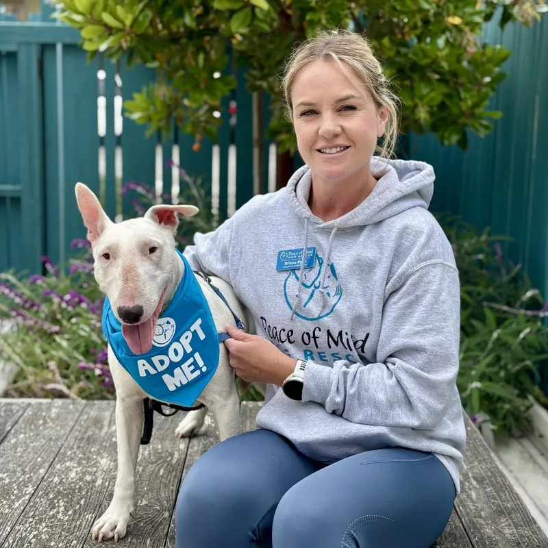 A senior medium-sized female White / Cream Mixed Breed dog named Potato for adoption in Pacific Grove, CA