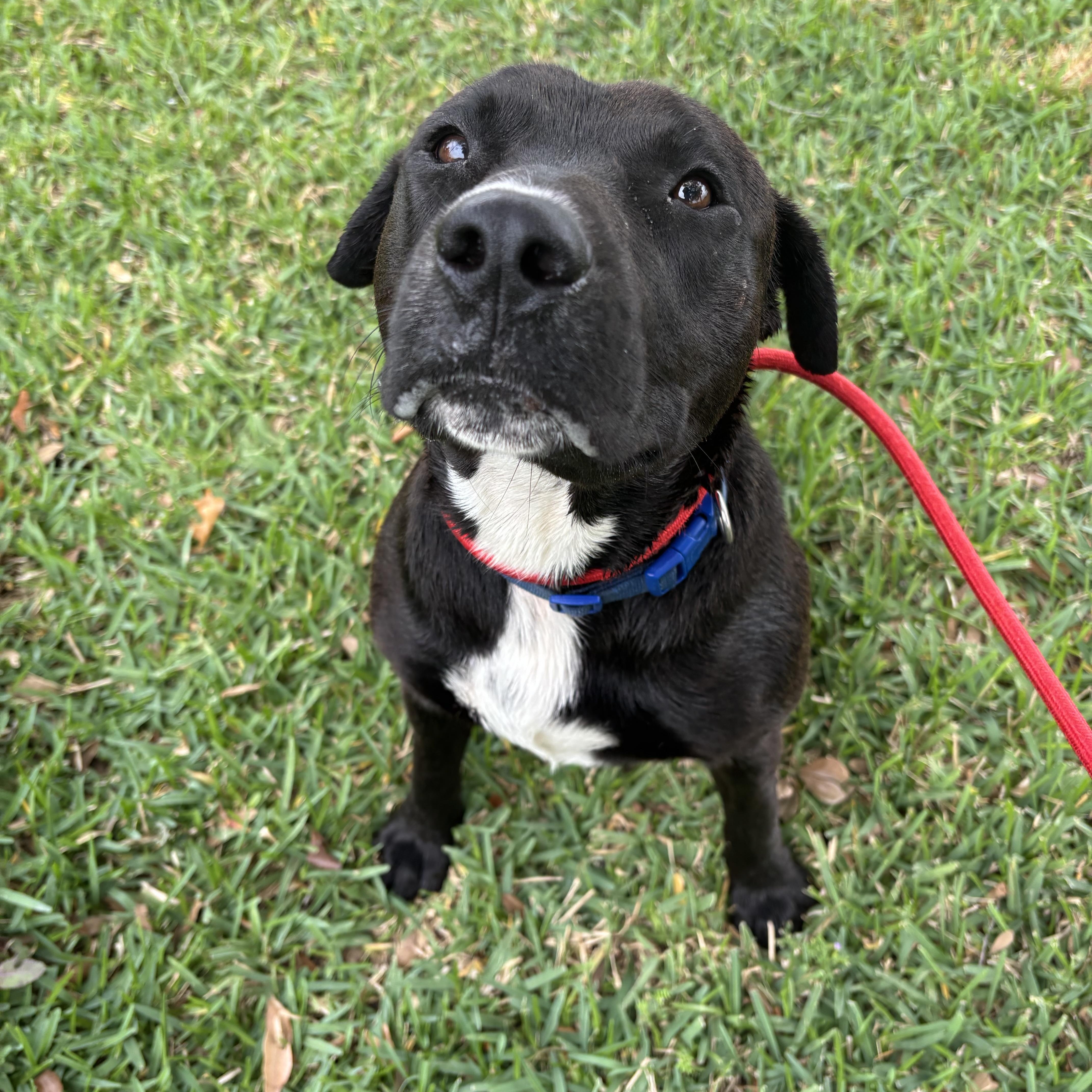 A young medium-sized male Labrador Retriever dog named Felix for adoption in Pearland, TX