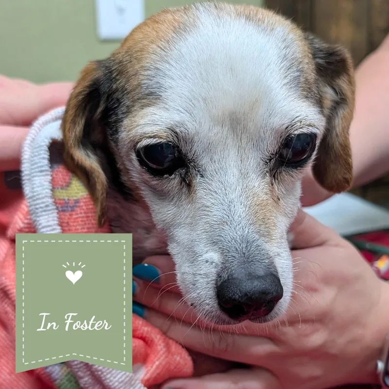 An adult small-sized female Yellow / Tan / Blond / Fawn Beagle dog named Susan for adoption in Chico, CA