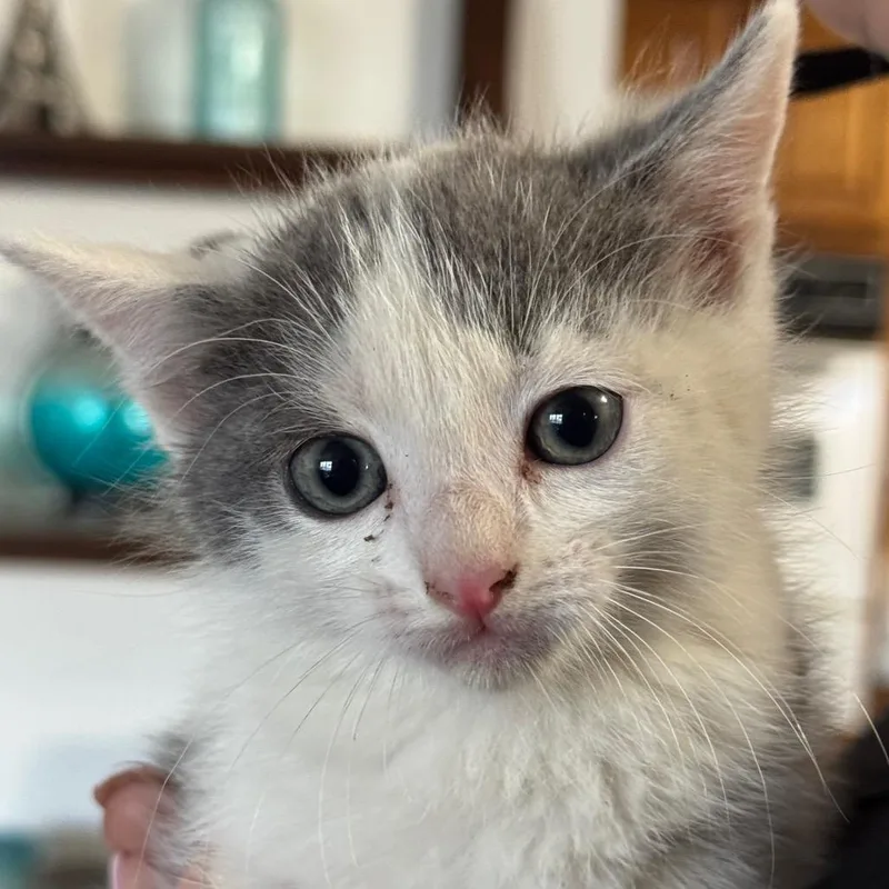 A baby small-sized male Gray / Blue / Silver Domestic Short Hair cat named Chai for adoption in Santa Barbara, CA